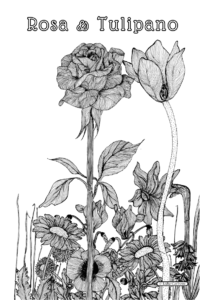 Roa ae Tulipano